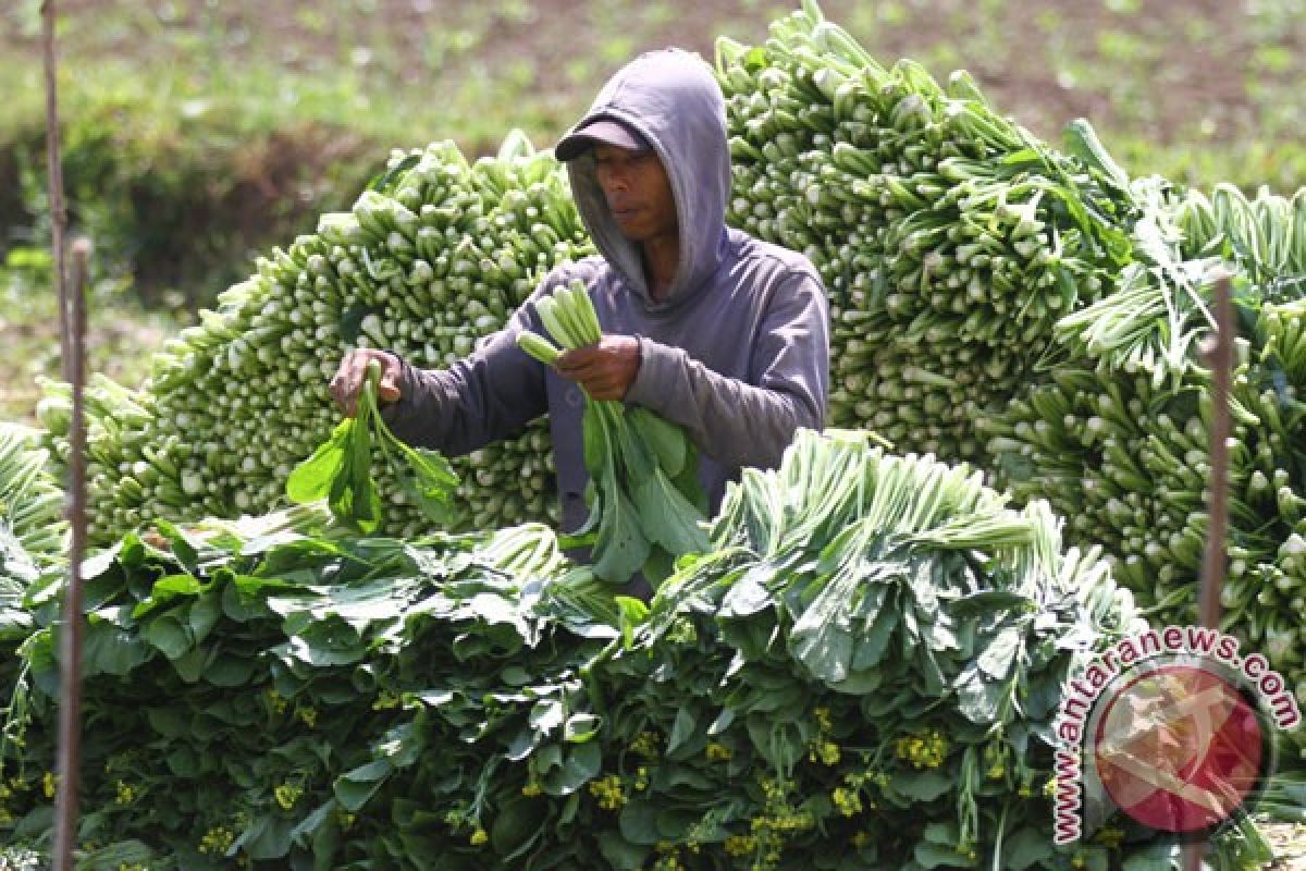 Pemerintah dorong perkembangan sentra pengemasan hortikultura