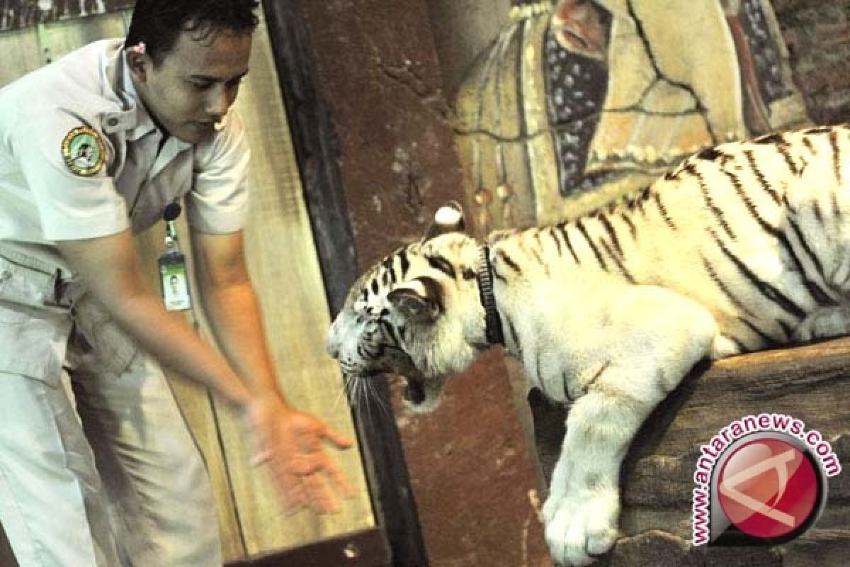 Anak Harimau Putih Lengkapi Koleksi Bali Zoo