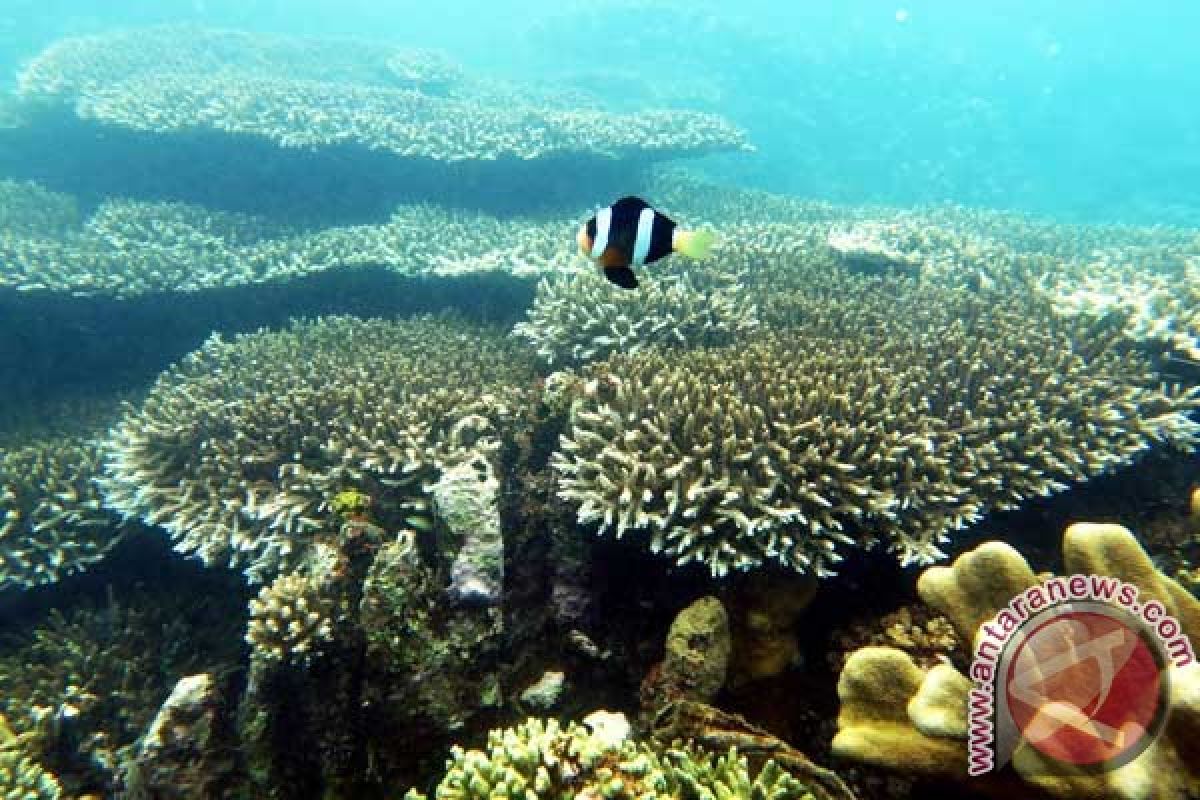 COREMAP establishes coral monitoring professional certification