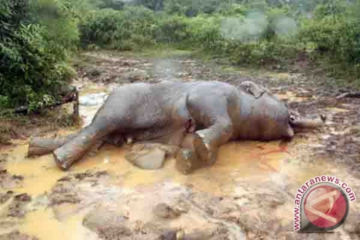 41 Gajah Terbunuh di Taman Nasional Utama Zimbabwe