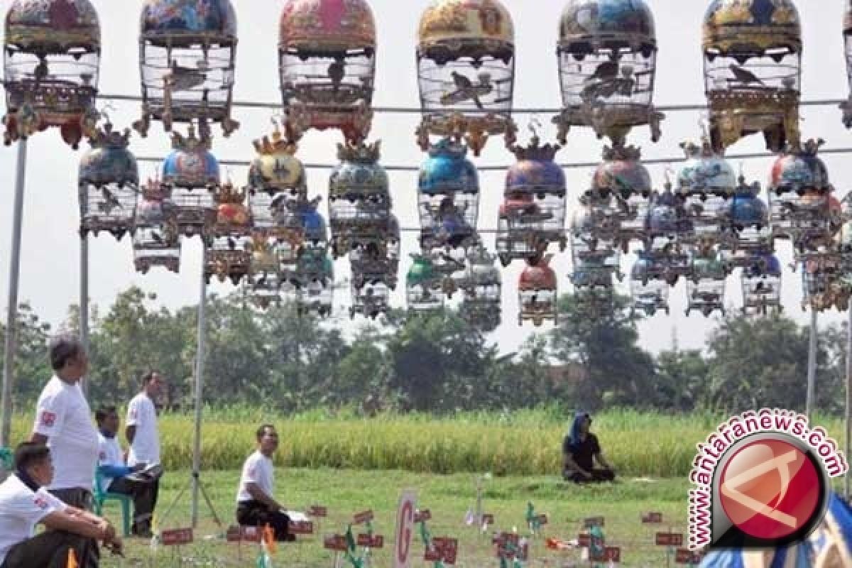 Lomba Burung Perkutut