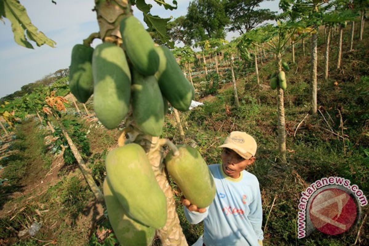 Petani pepaya california di Lebak mulai panen