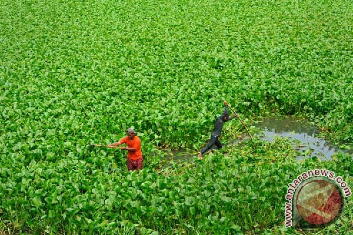 Eceng gondok makin cemarkan Danau Toba