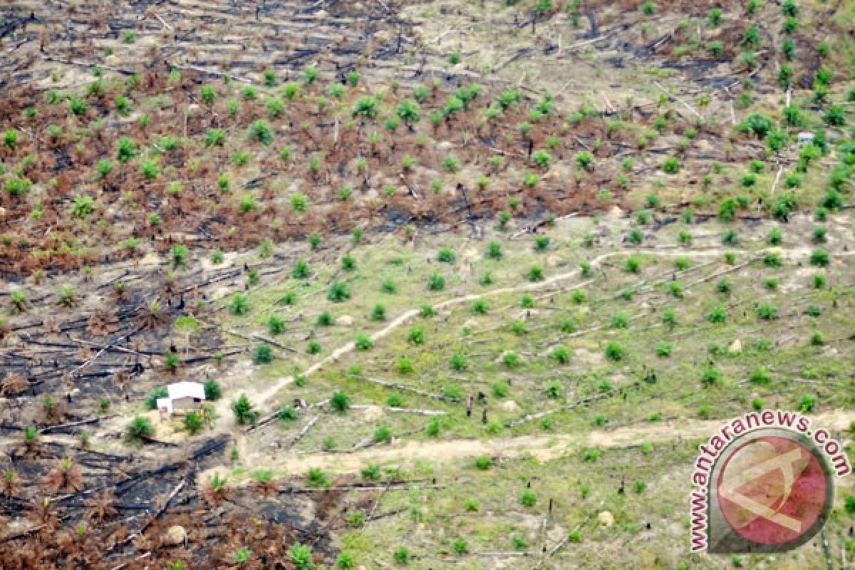 Perambahan Taman Nasional Tesso Nilo mengkhawatirkan