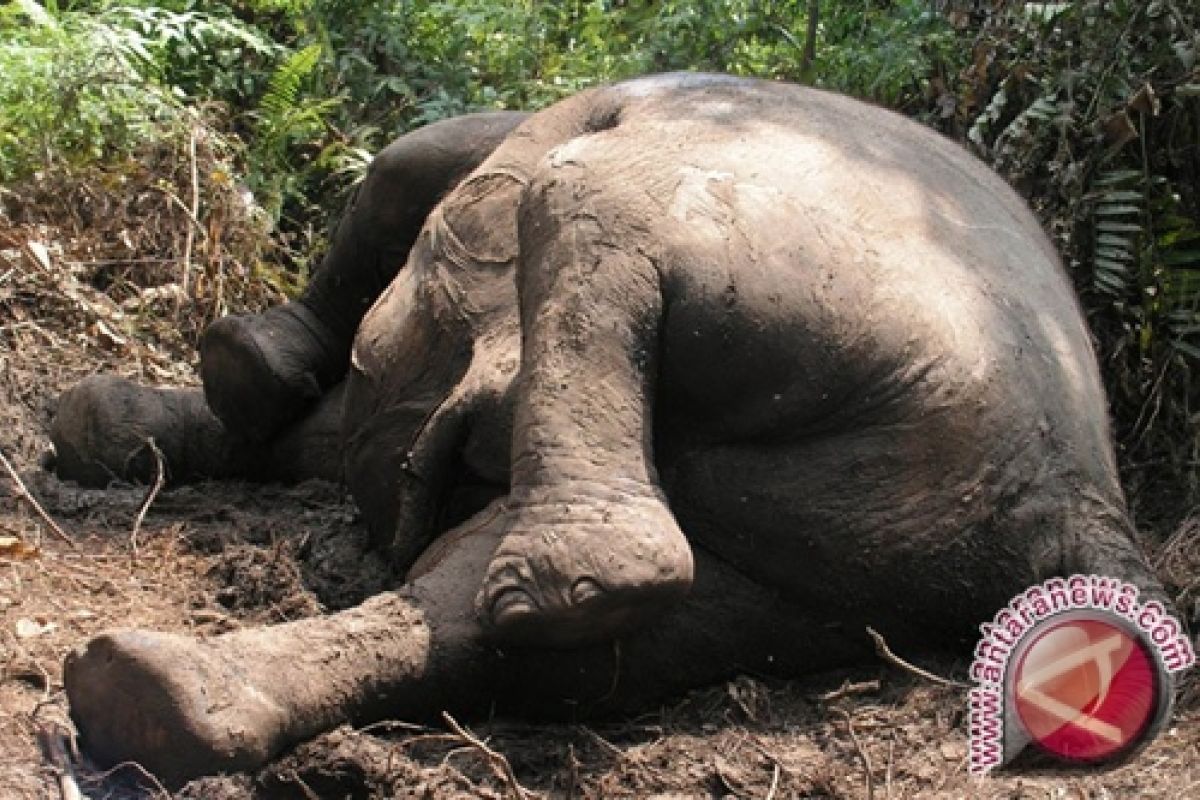 WWF: 100 kasus kematian gajah Riau belum terungkap