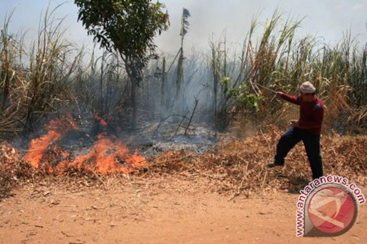 Lahan tebu satu hektar di Pamekasan terbakar