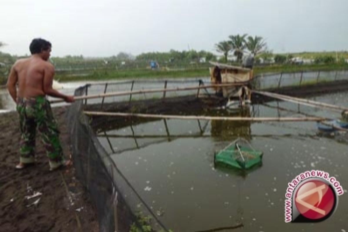 Pemkab diminta data tambak udang langgar Perda 