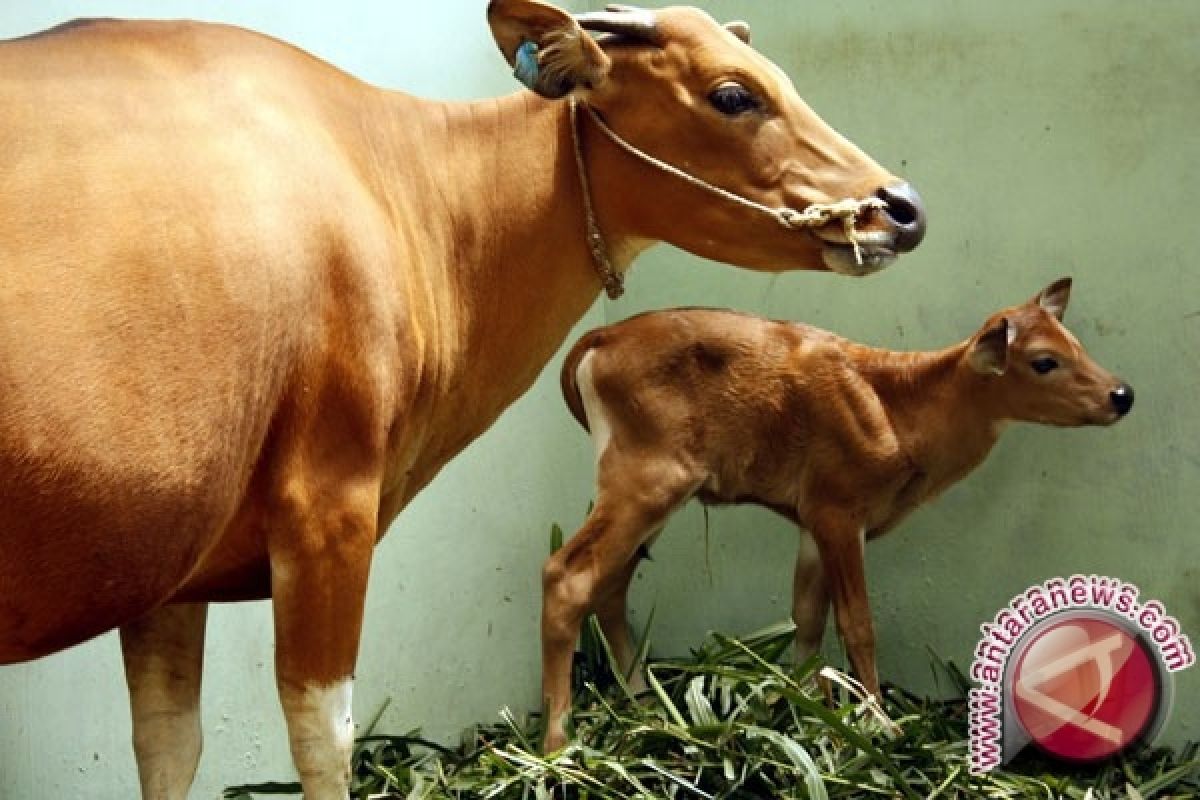  Taman Safari Prigen Kembangkan Sapi "Jaliteng"