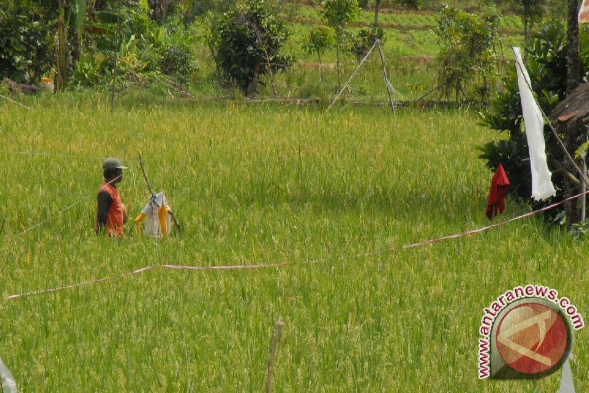 Dispertan Kembangkan Wilayah Sentra Pangan di Kaltim