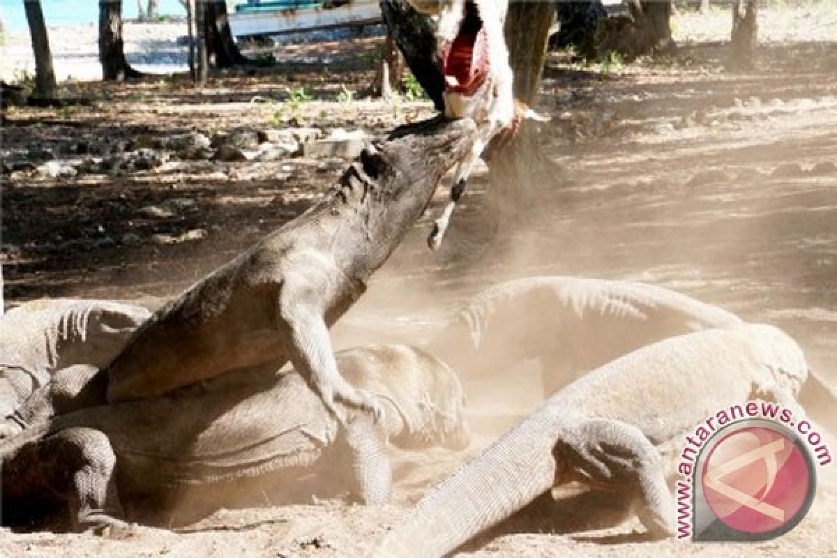 Wisatawan 104 negara kunjungi Taman Nasional Komodo