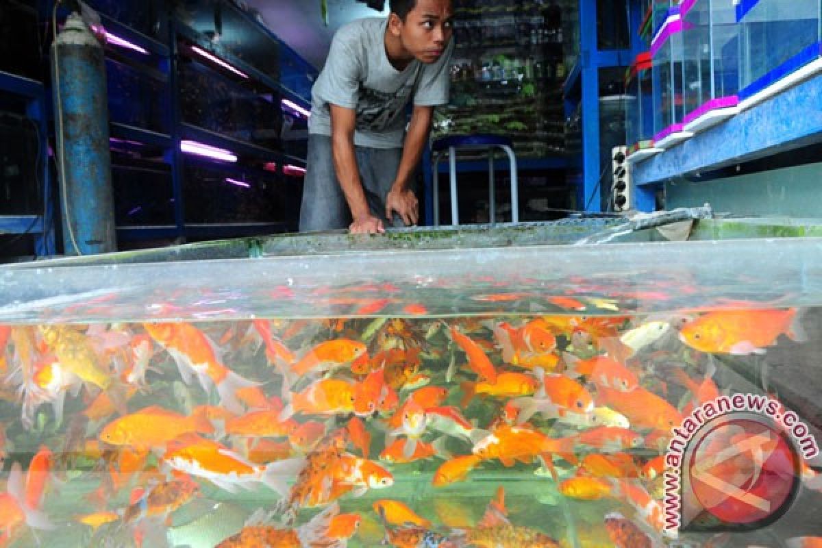 Ratusan peserta ikuti kontes ikan guppy di Kudus