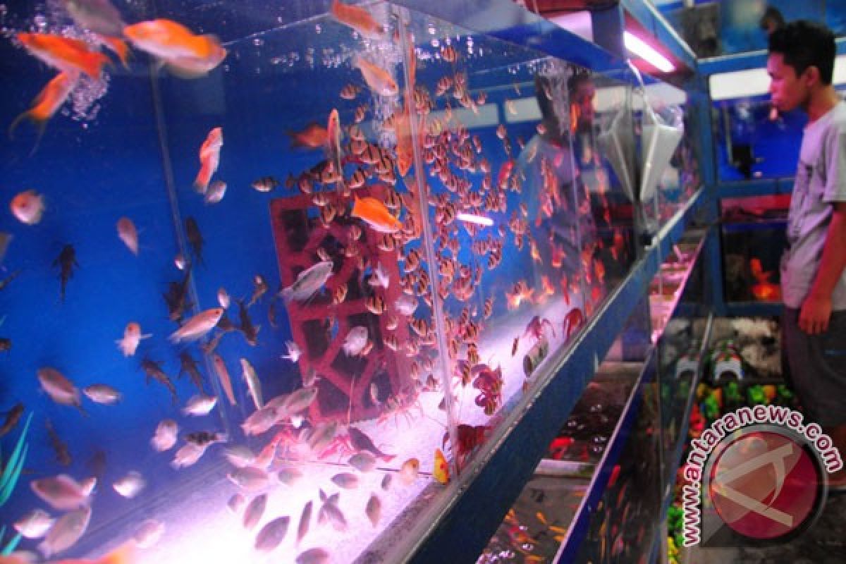 West Sumatra`s ornamental fish exports dominate Singapore`s market