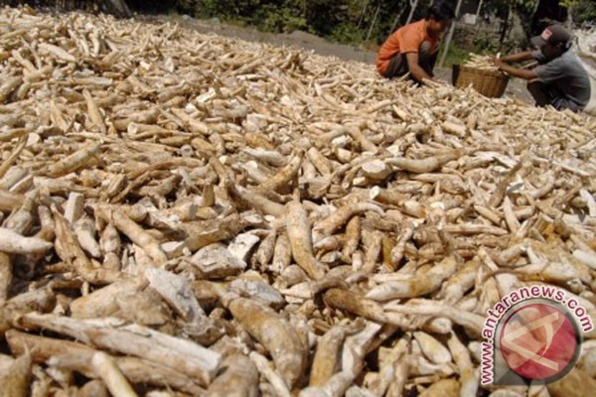 Produksi ketela Gunung Kidul satu juta ton