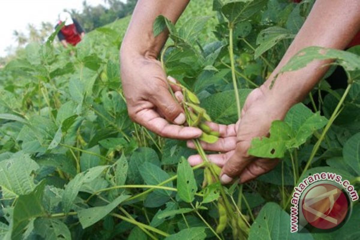 Sulteng siapkan lahan kedelai 6.500 hektare