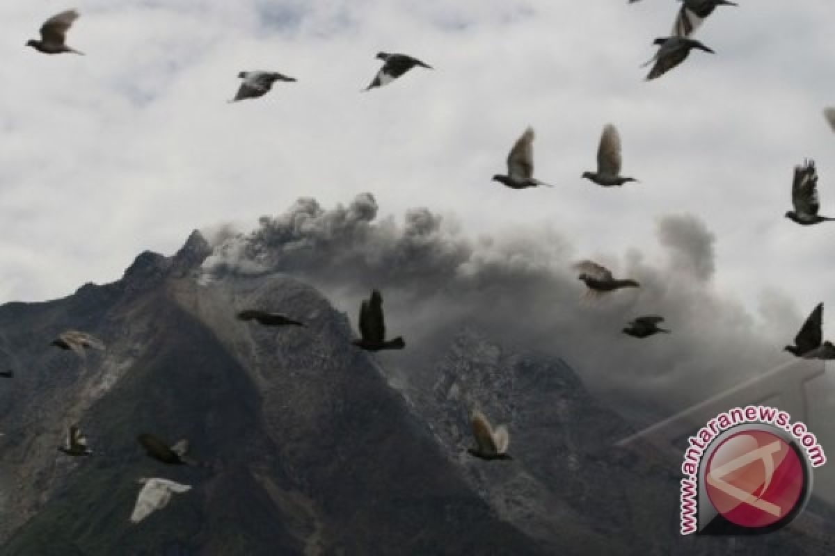 Murid SD Mukomuko bantu korban Sinabung 