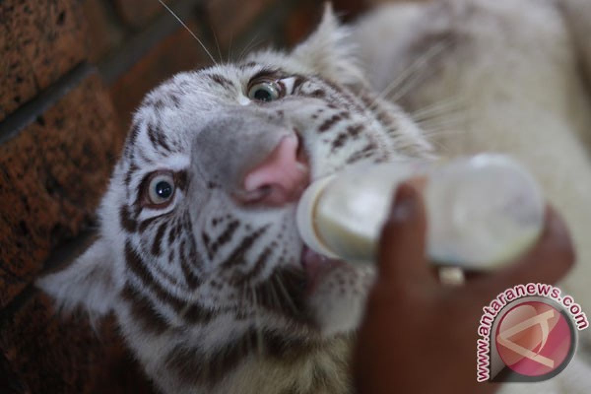 Macan putih jadi maskot pilkada Kota Kediri