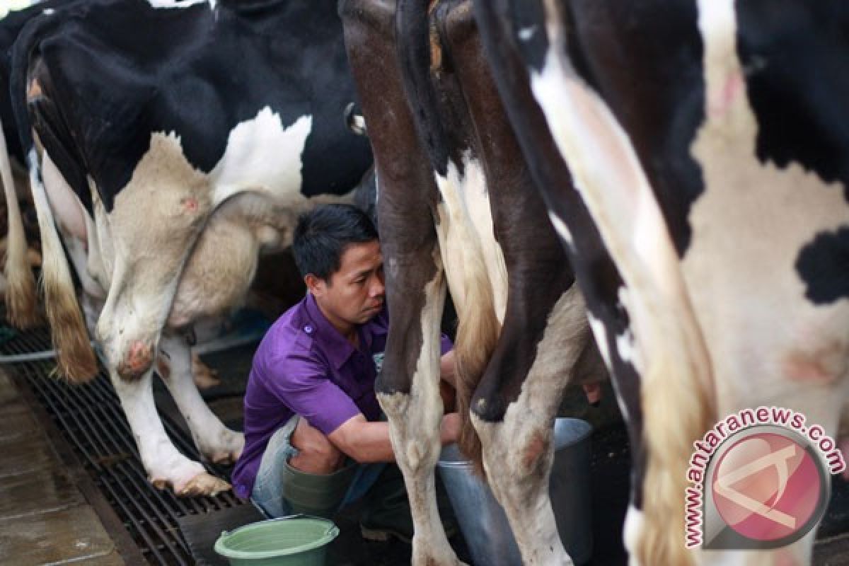 Kementan kirim peternak berlatih di Selandia Baru