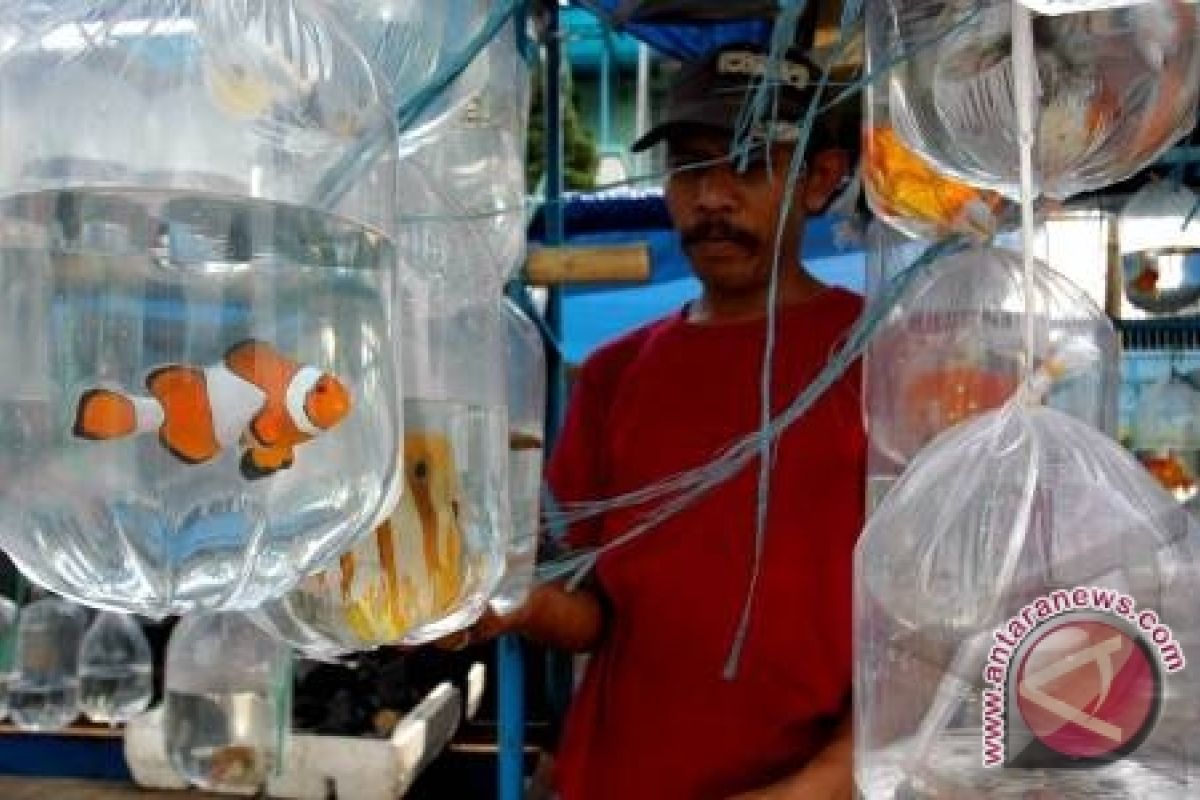 Thailand ingin belajar budidaya ikan hias