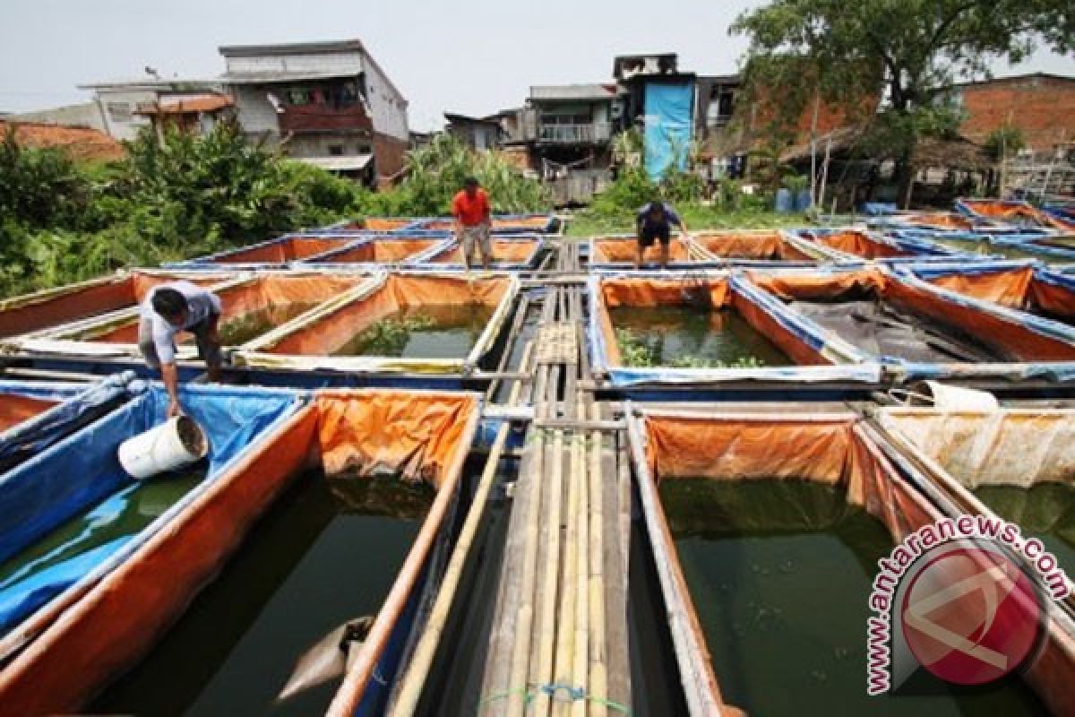 Produksi dan harga lele di Kulon Progo turun