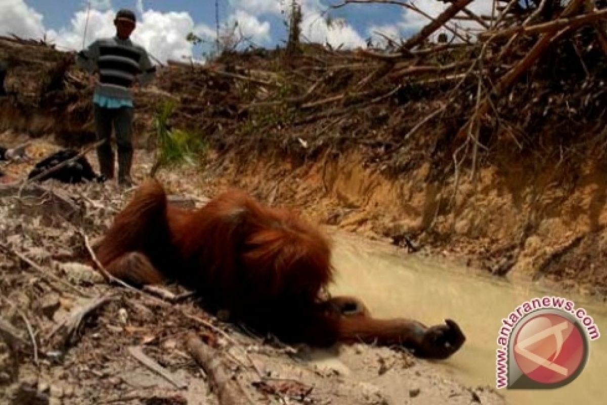 Pembunuh Empat Orangutan Masih Dalam Penyelidikan 