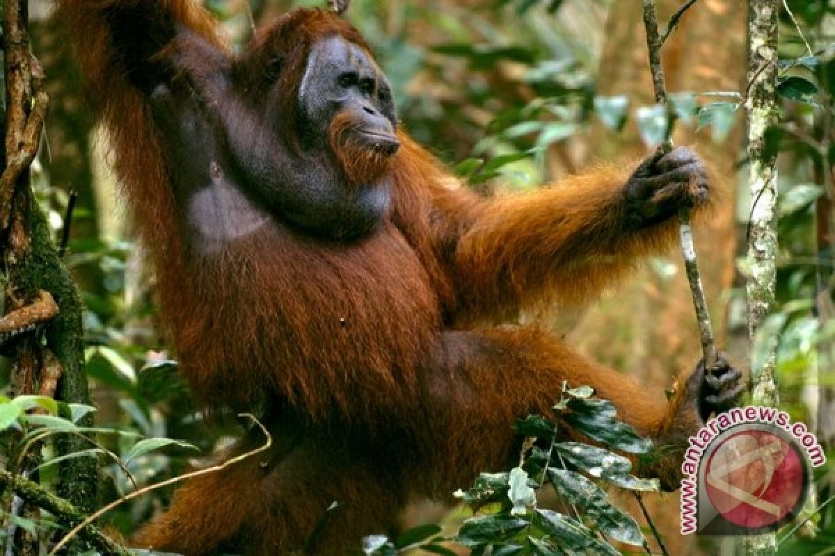 Pemberi rokok ke orang utan menyerahkan diri