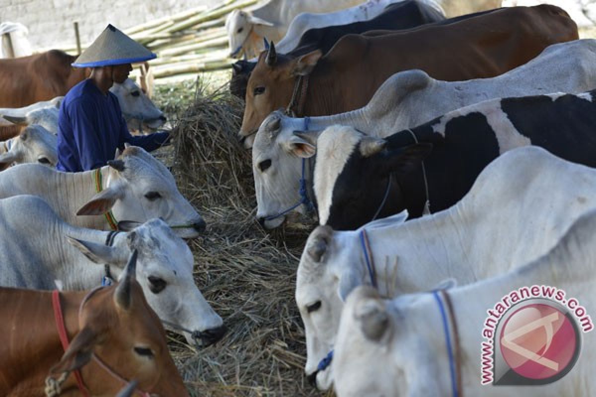 Harga sapi di Sampit naik tajam jelang Lebaran