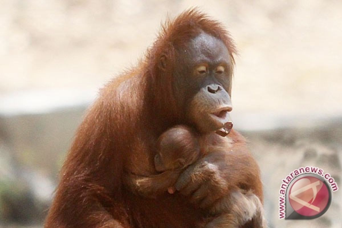 20 Orangutan Ditemukan Berkeliaran di Kapuas 