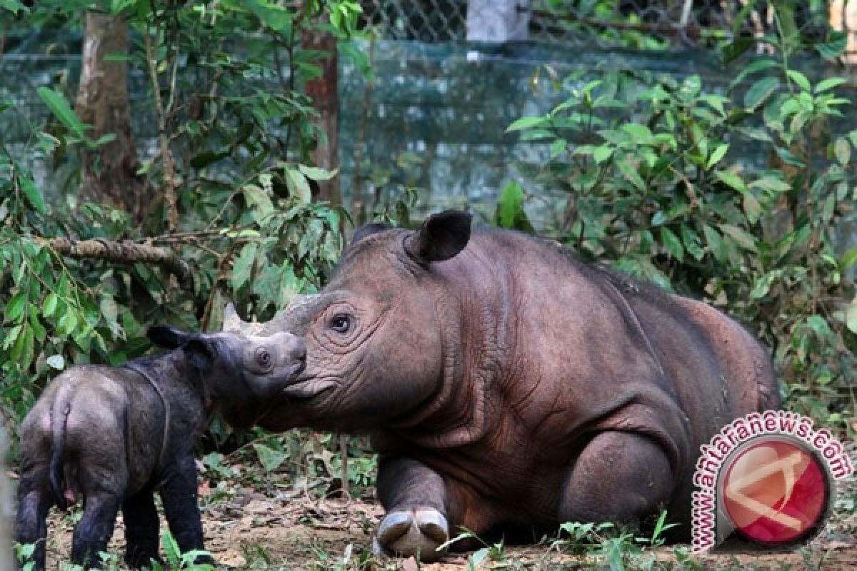 WWF Indonesia Gelar Kegiatan Publik