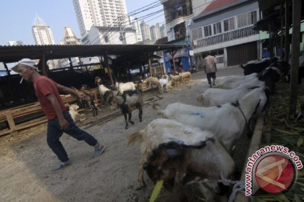 Pedagang hewan kurban andalkan pasokan dari Jawa