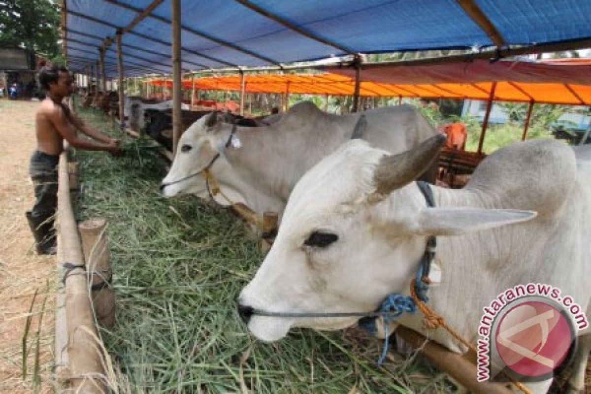 Harga sapi kurban naik dibanding tahun lalu