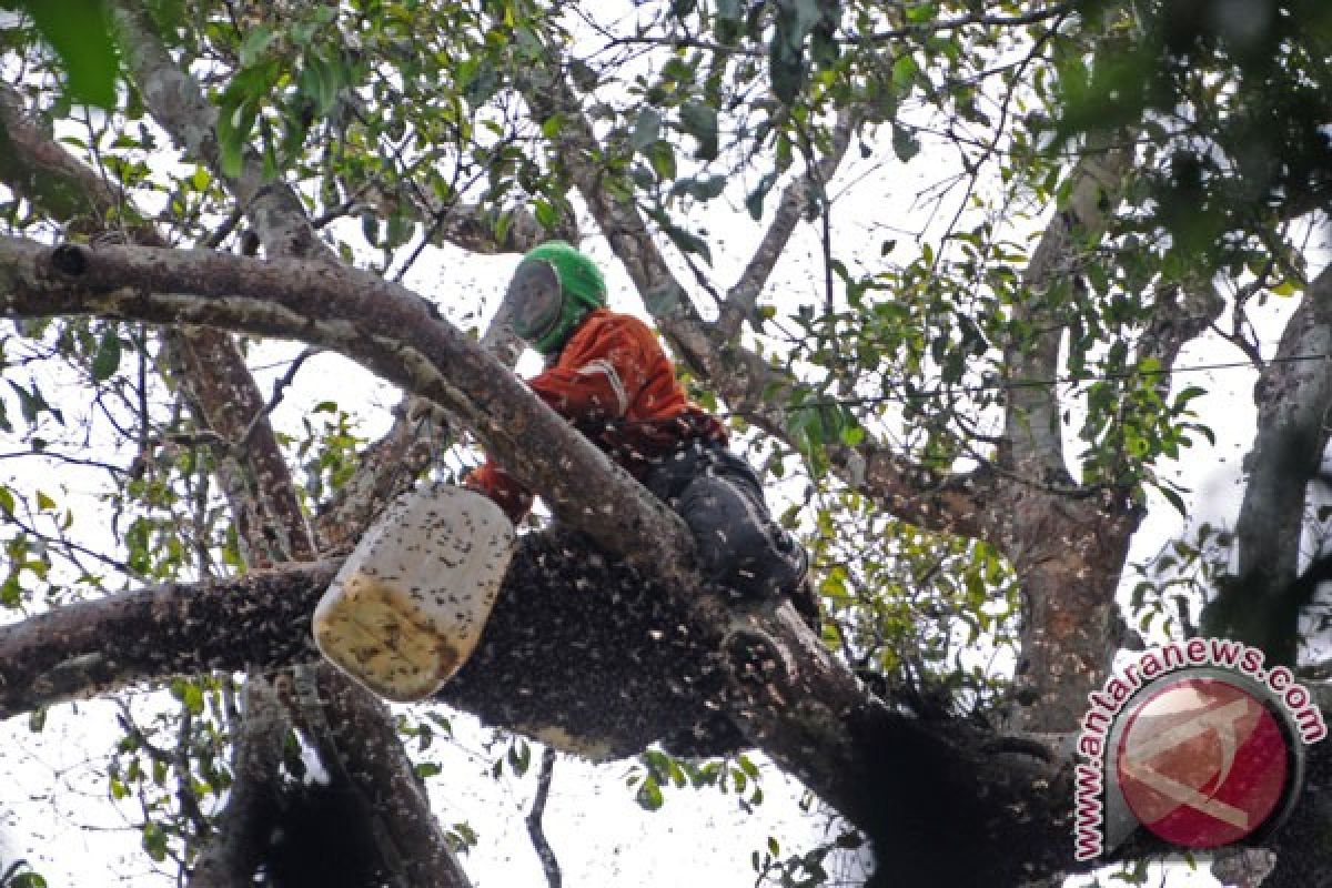 Madu sialang dibudidayakan di Ogan Komering Ulu-Sumsel