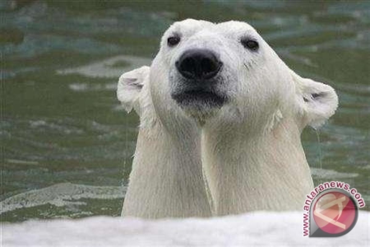 Makanan Beruang Kutub Tercemar