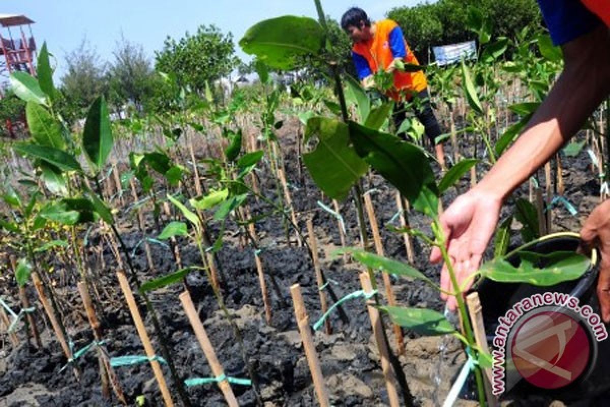 DKP DKI siapkan 16 ribu pohon bakau