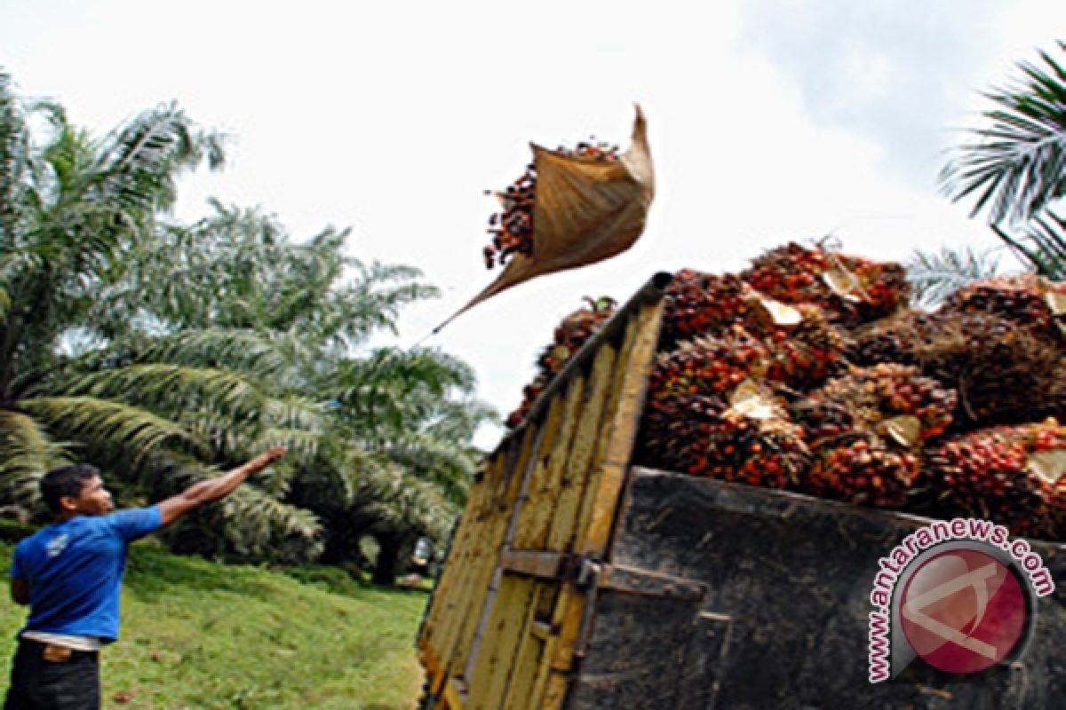 Pendapatan Petani Sawit Meningkat 