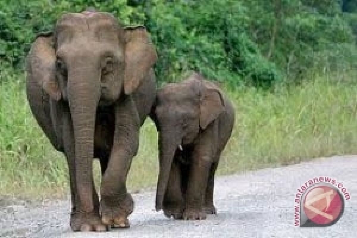  Bayi Gajah Aumatera Lahir Di Ragunan