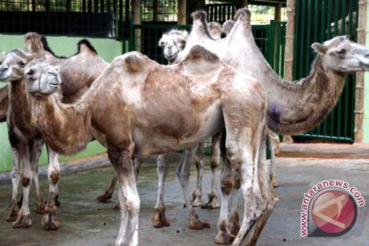  "Bali Zoo" Edukasi Anak Peduli Lingkungan
