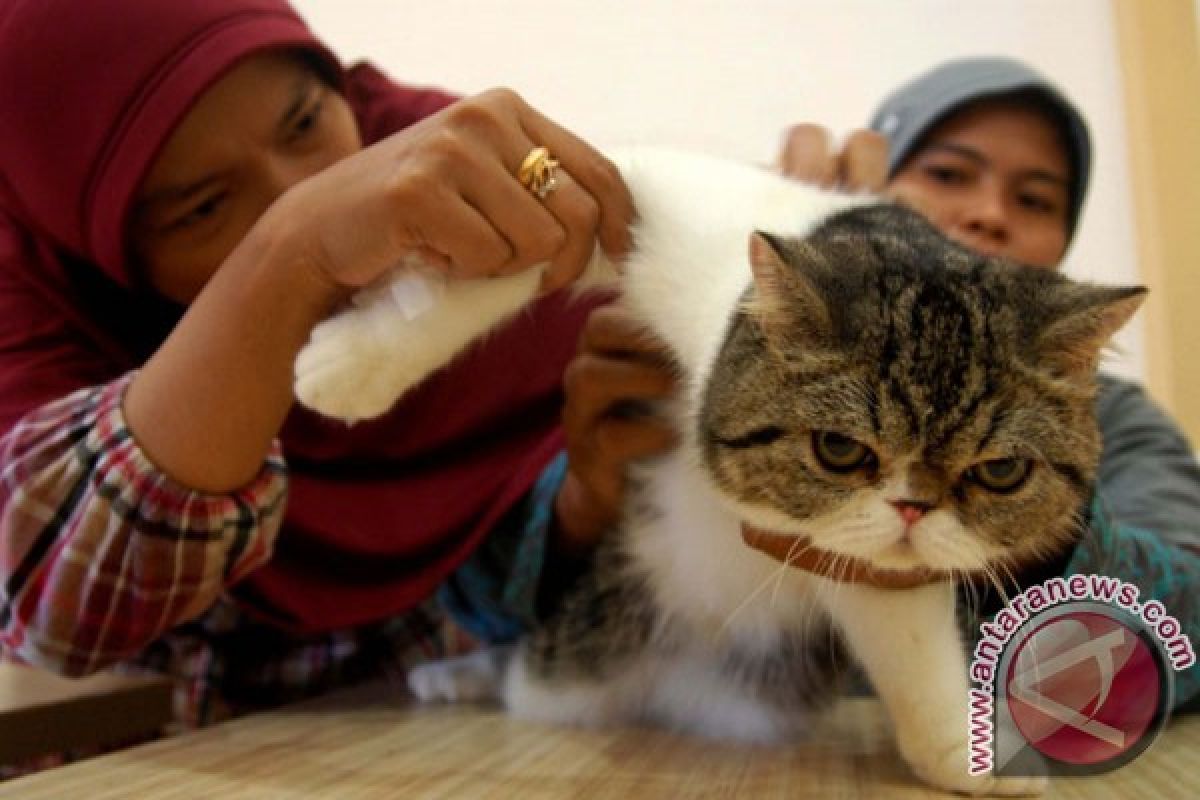 Kafe kucing kini hadir di Indonesia