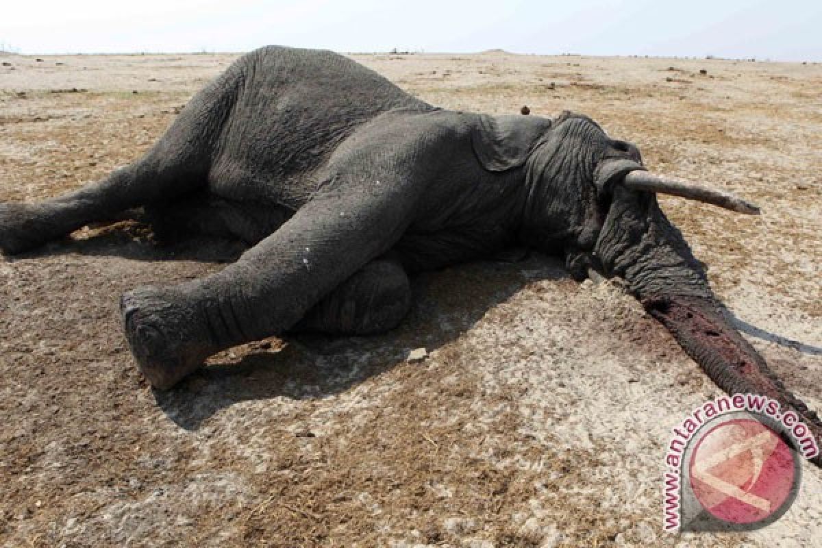 90 ekor gajah mati diracuni di Zimbabwe