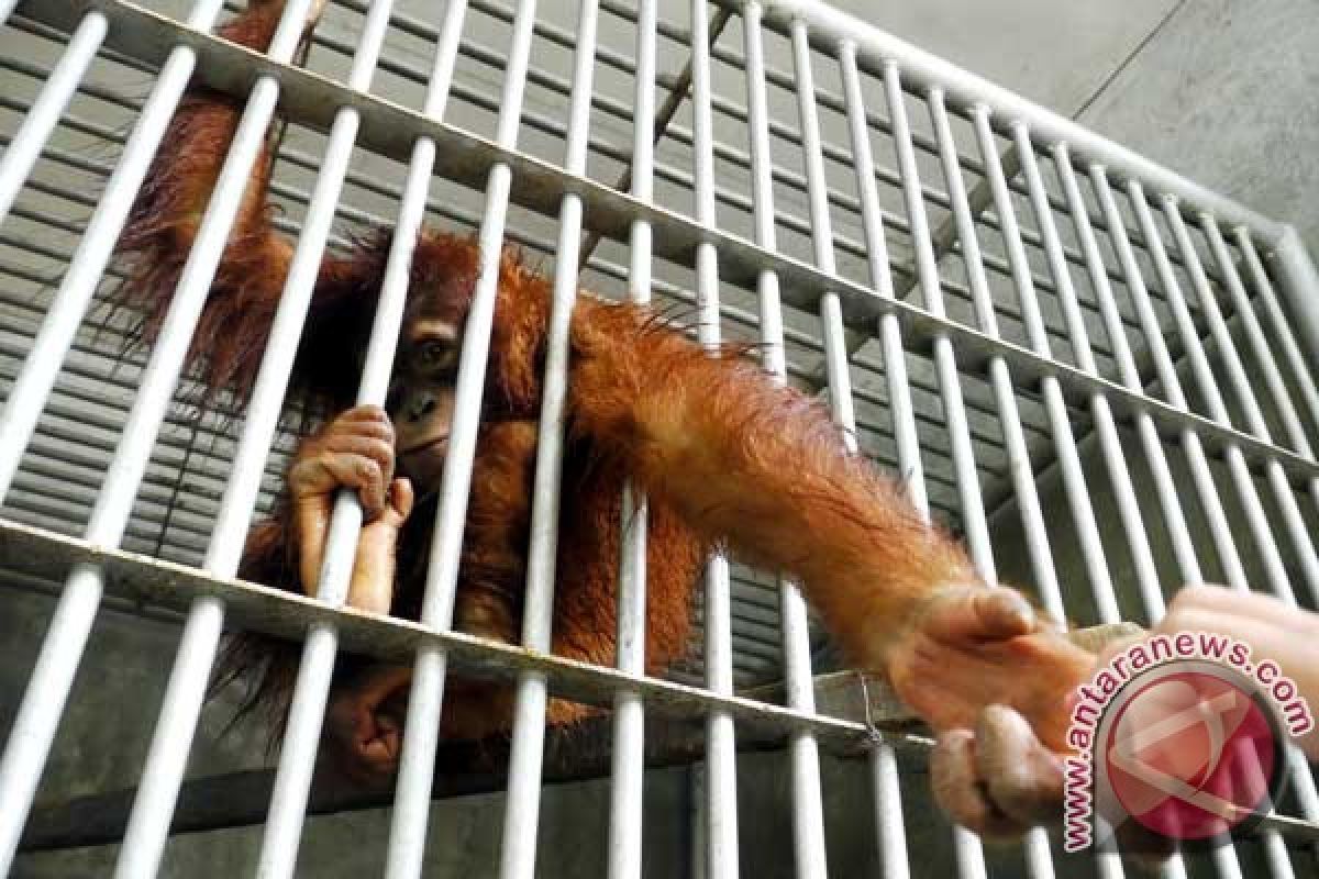 COP berharap orangutan terluka segera dilepasliarkan