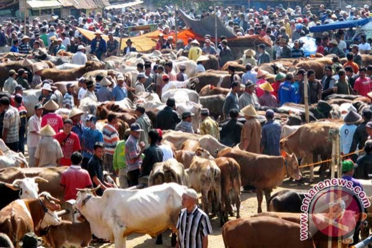 Pemerintah akan buka impor hewan kurban