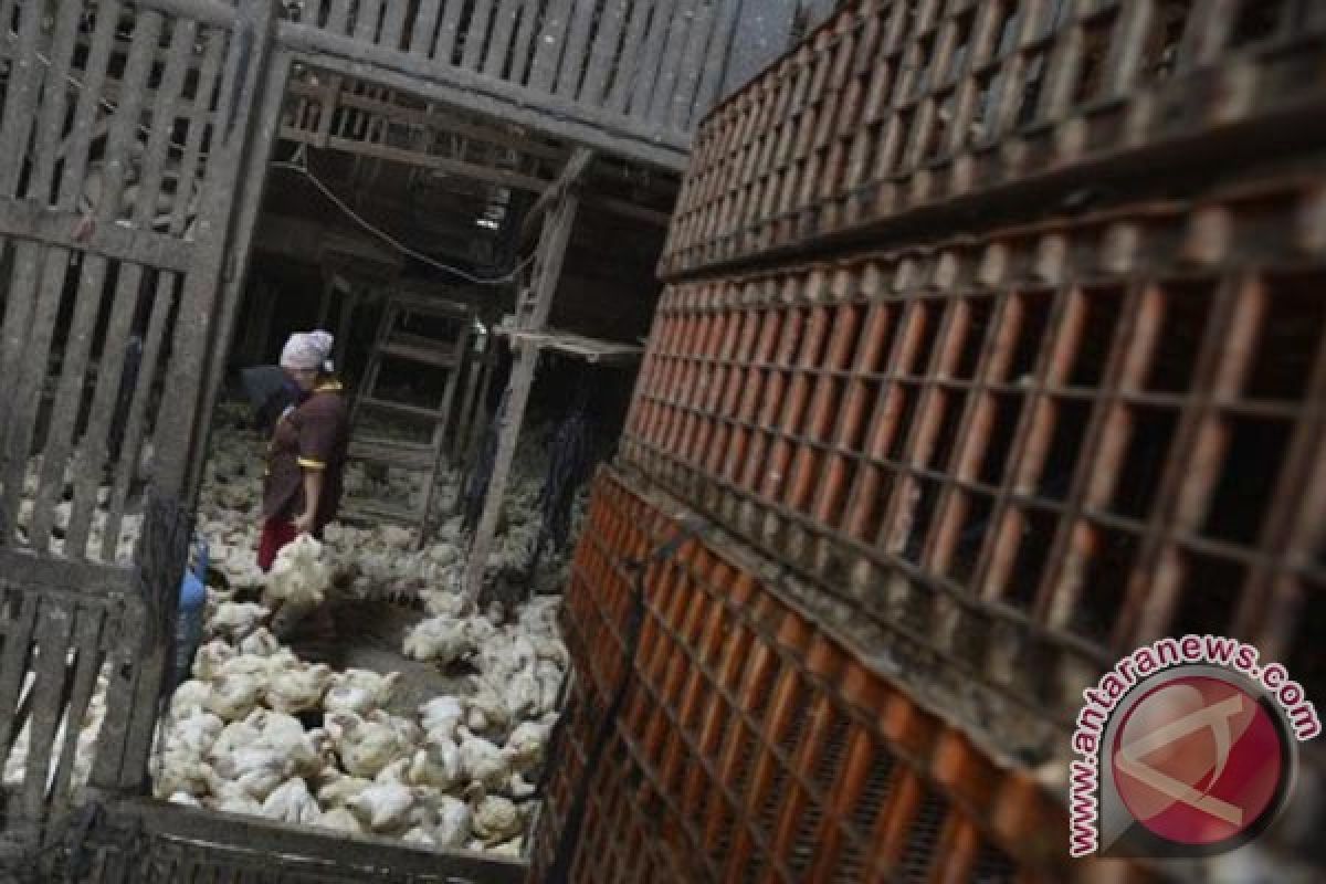 Harga daging ayam di Karawang merangkak naik