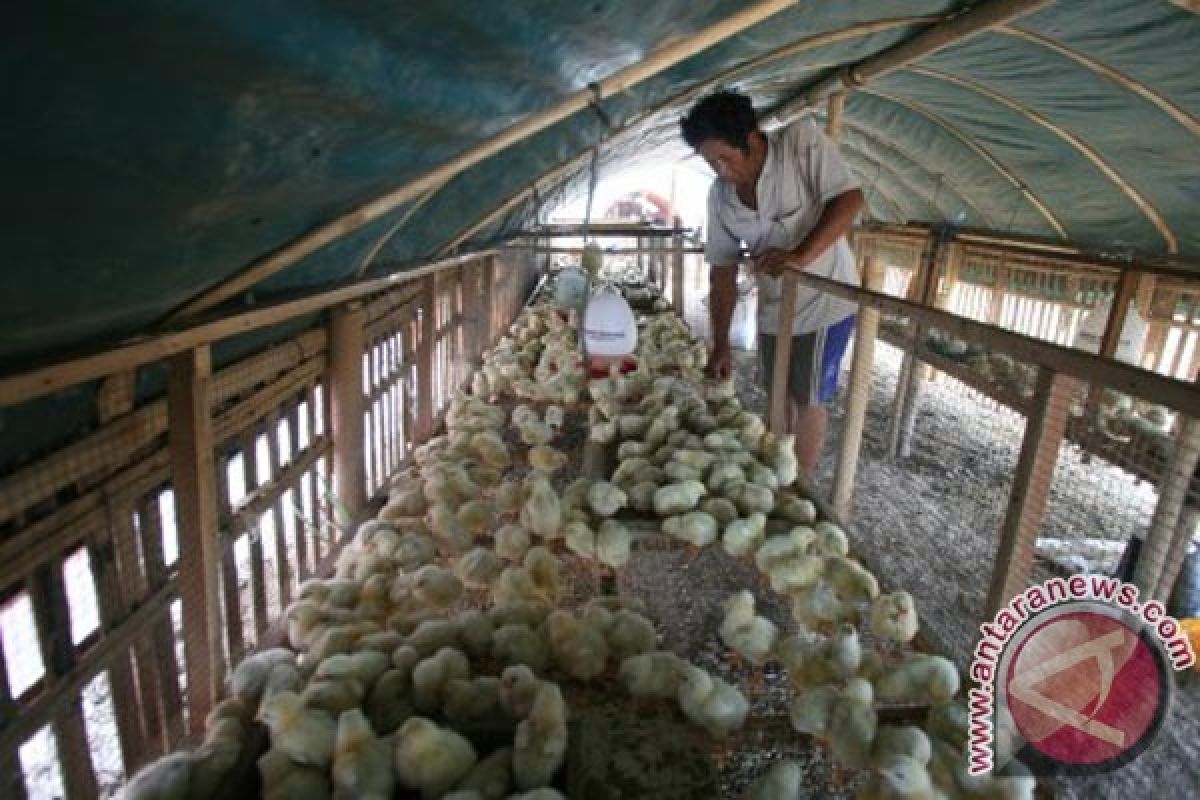 Dinas Pertanian Karawang salurkan 473.900 bibit ayam untuk keluarga miskin