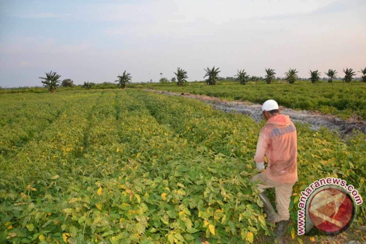 Ketapang Siap Menjadi Sumber Produksi Kedelai Kalbar