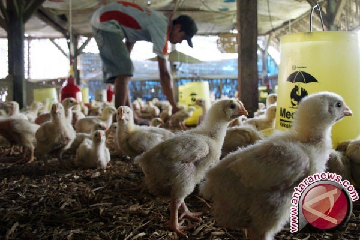 Ribuan rumah tangga miskin Karawang dapat bantuan puluhan ekor ayam