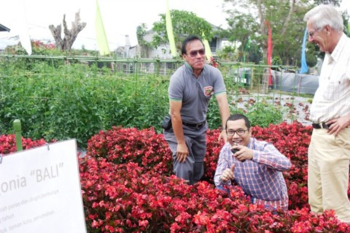 Cap Panah Merah Luncurkan Benih Bunga Begonia