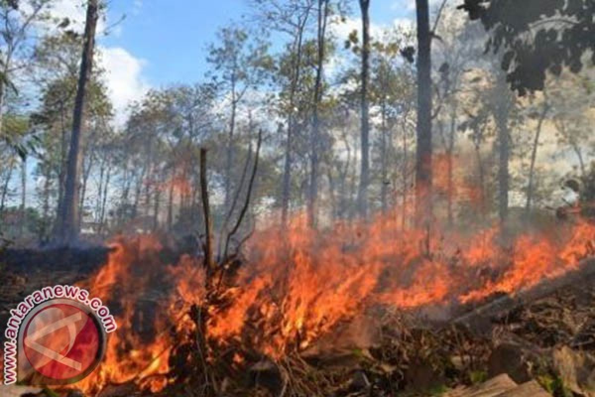 Kebakaran Hutan Mamuju Ancam Permukiman 