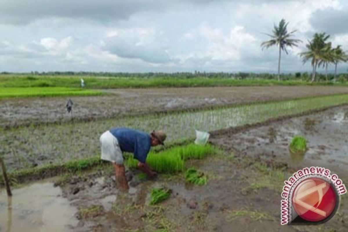 Menanti perlindungan lahan pertanian daerah lumbung padi