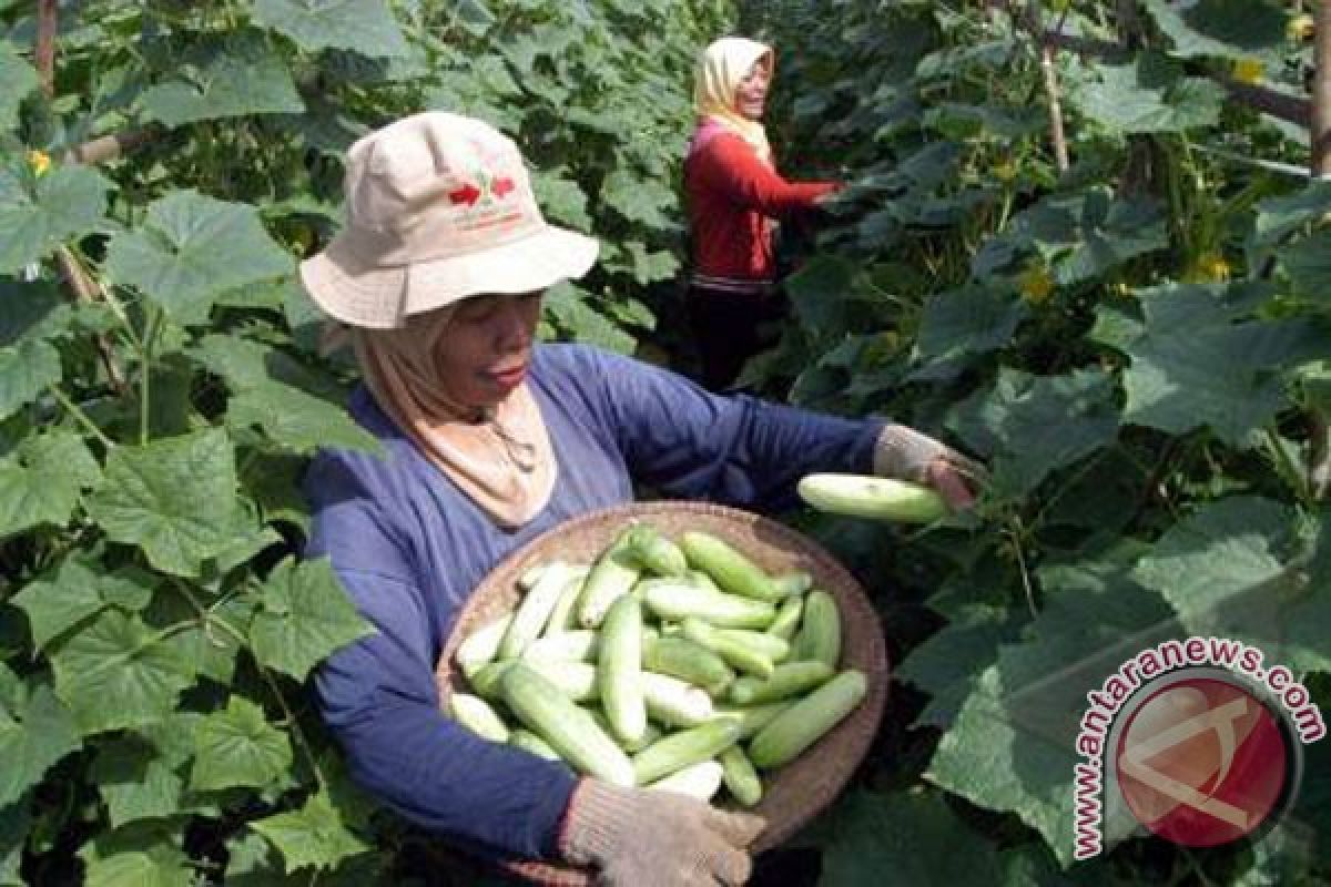 Petani Karawang pilih tanam palawija selama kemarau