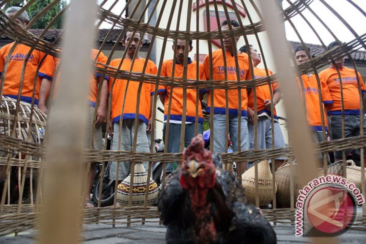 Polisi ringkus sembilan pejudi sabung ayam