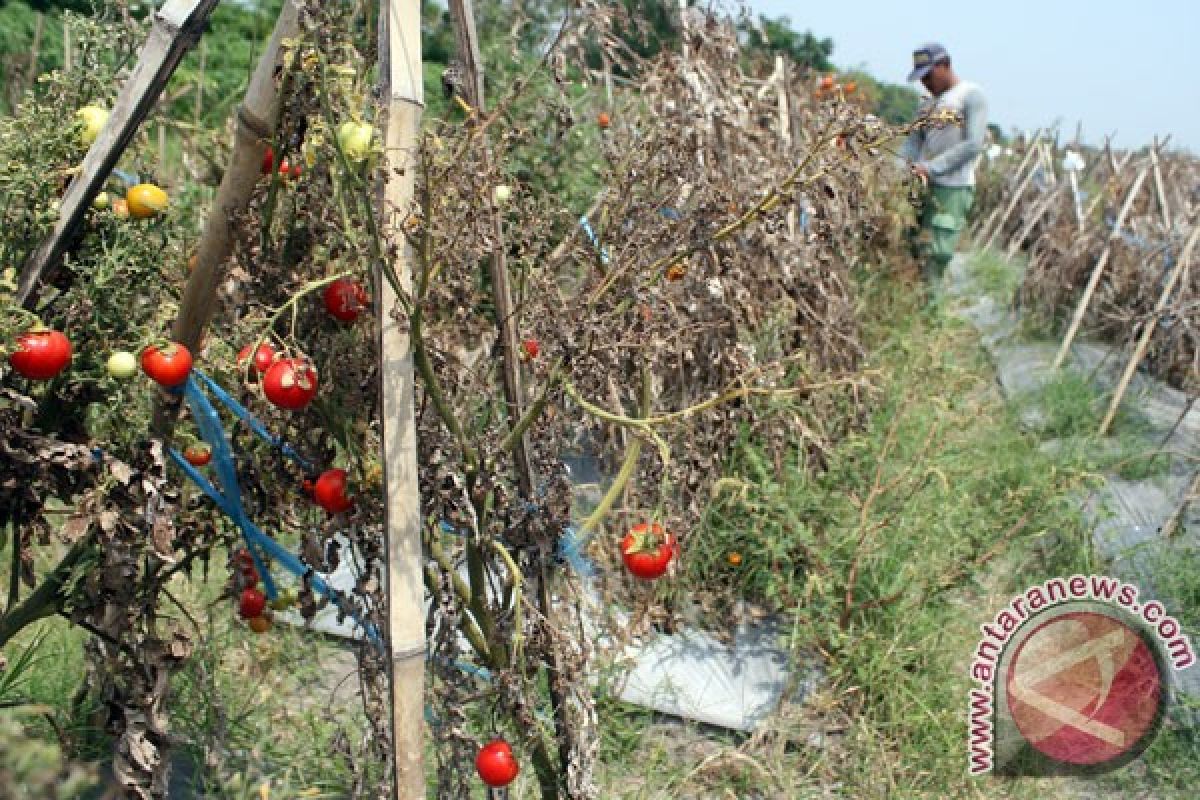 Petani tomat Garut merugi akibat kekeringan